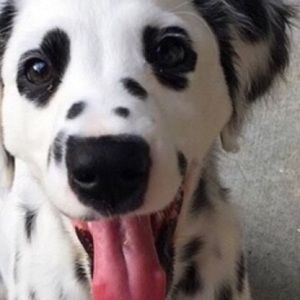 Meet your Posher, Elle